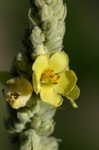 Common mullein